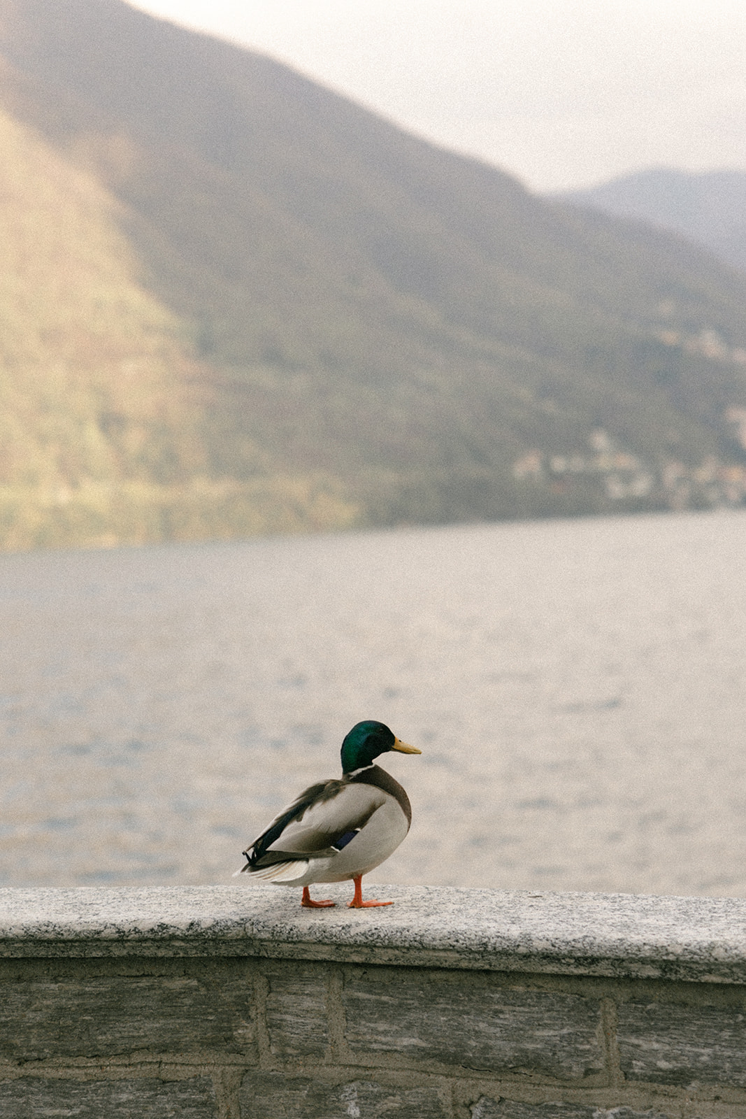 Mallard duck standing along the lakeside promenade with mountain views during a Lake Como wedding weekend.