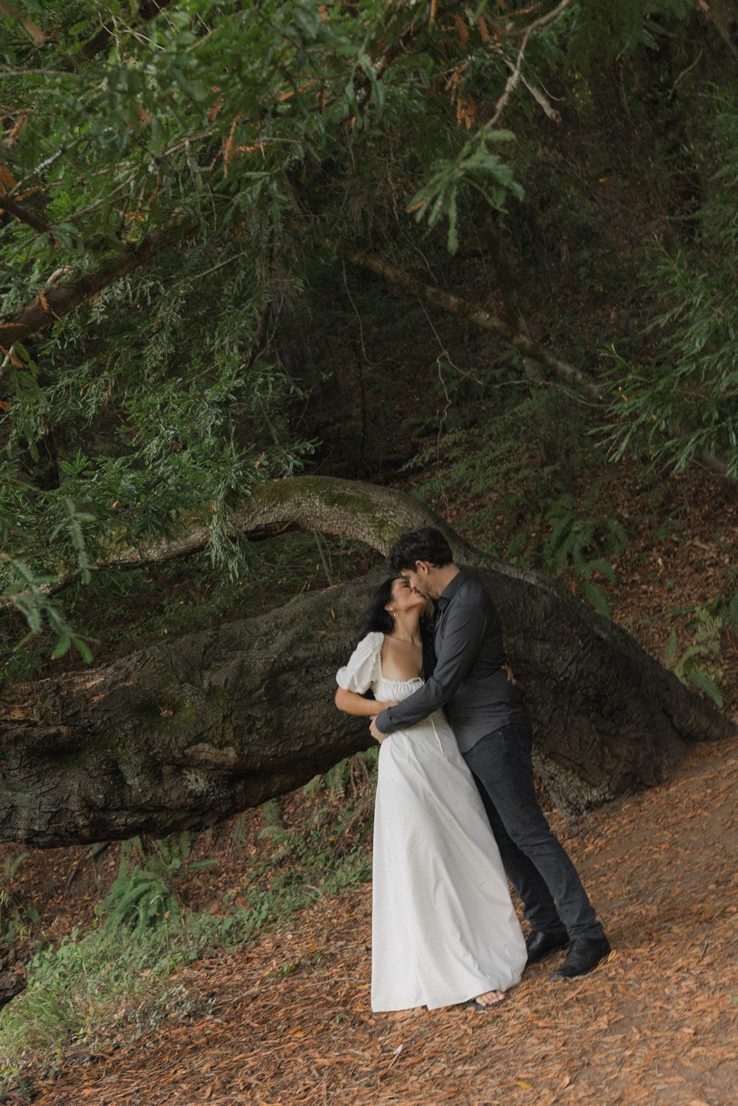 Engaged couple kissing beneath a large fallen tree, photographed by a Bay Area wedding photographer in a redwood forest.